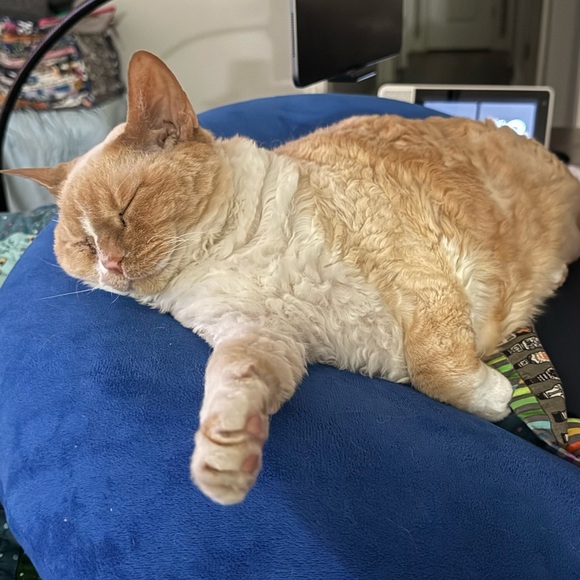 Meet your Posher, Sherry - Picture 1 of 1